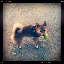 Dog with ball