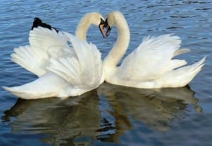 swans_0