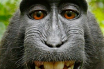 Monkey Selfies
