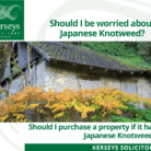 Japanese Knotweed